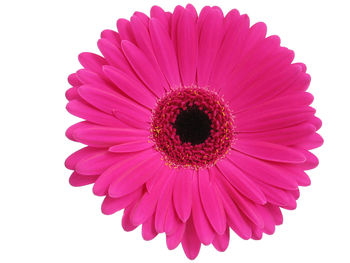 Close-up of pink gerbera daisy over white background