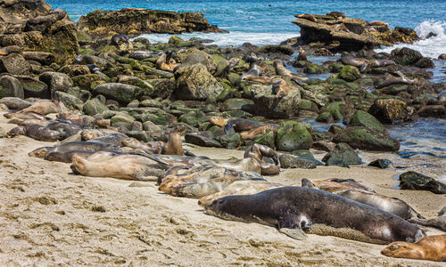 A group of  sea lions sunning themselves on the rocks at la jolla cove in la jolla, california, usa