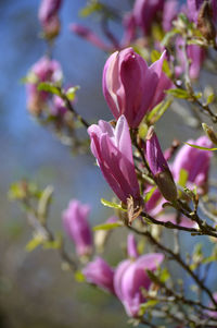 Close-up of fresh pink cherry blossoms in spring