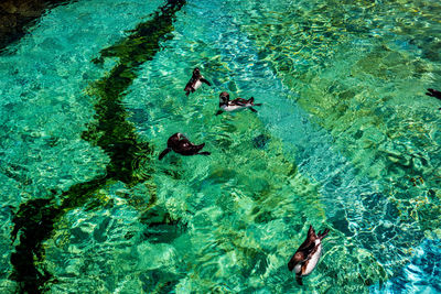 High angle view of people swimming in water