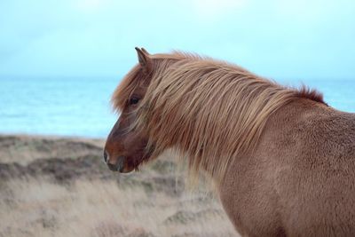 Side view of a horse in the sea