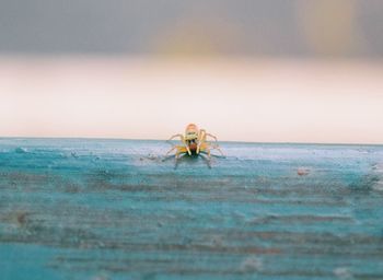 Close-up of insect on sea