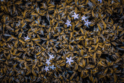 Jasmine flowers with dark background. nature photography. nature background