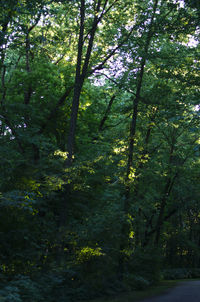 Trees in forest