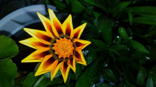 Close-up of yellow flowering plant