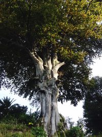 Trees growing on tree