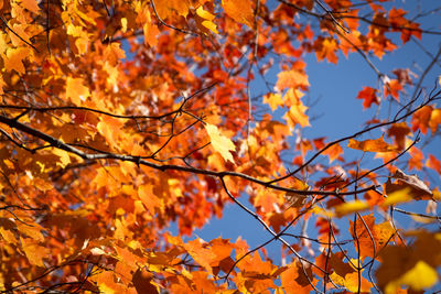 Low angle view of maple leaves on tree