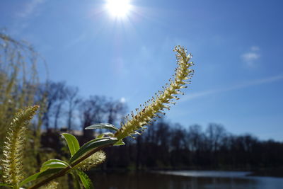 Close-up of willow twig against sky on sunny day