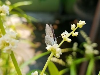 Close-up of butterfly pollinating flower