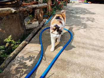 High angle view of a dog