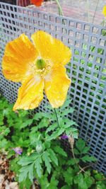 Close-up of yellow flower