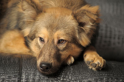 Close-up portrait of a dog