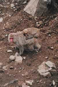 High angle view of monkeys on field