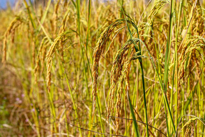 Close-up of wheat growing on field