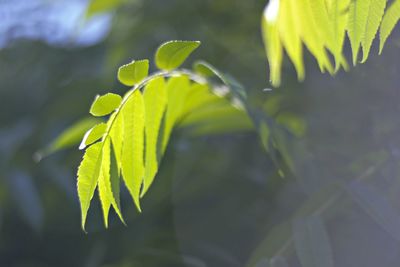 Close-up of fresh green leaves