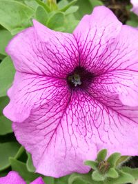 Close-up of purple flower blooming outdoors