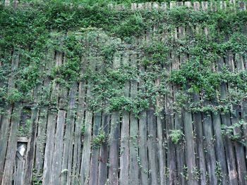 Full frame shot of bamboo trees in forest