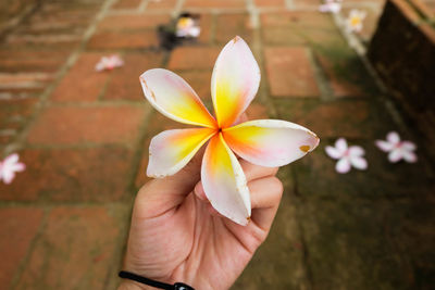 Close-up of hand holding frangipani outdoors