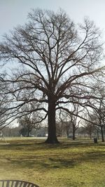 Bare trees on field