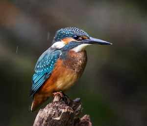 Close-up of bird perching on wood