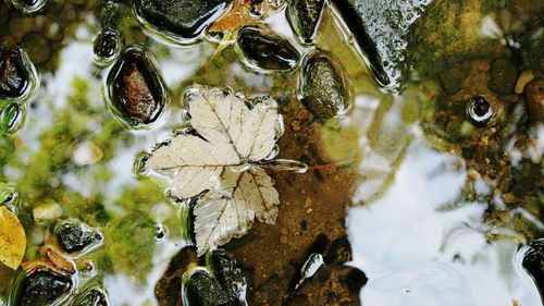 Full frame shot of turtle in water