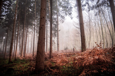 Trees in forest