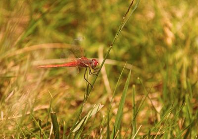 Close-up of insect on grass