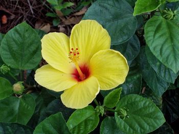 Close-up of yellow flower