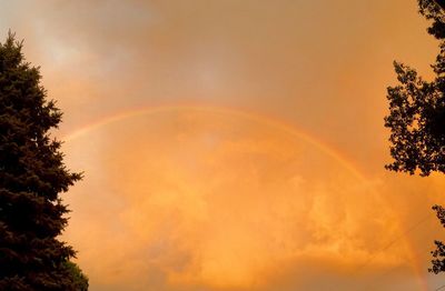 Rainbow over trees