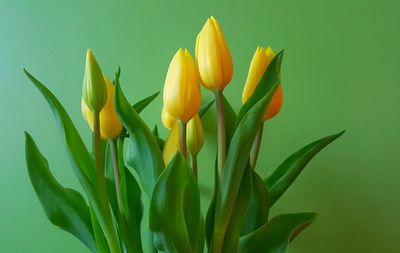 Close-up of yellow plant