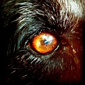 Close-up of dog eye