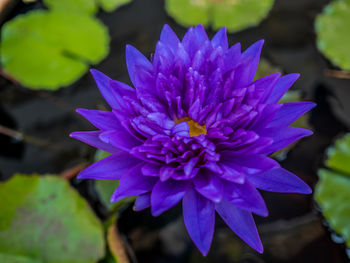 Close-up of purple flower