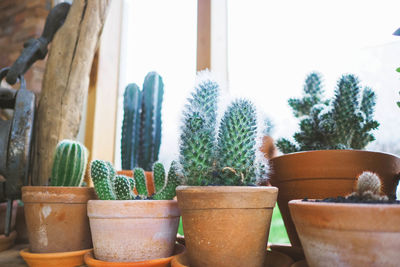 Close-up of potted plants on window