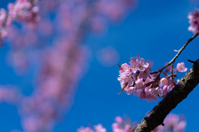 Close-up of cherry blossom tree