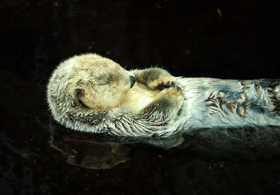 High angle view of rabbit in water