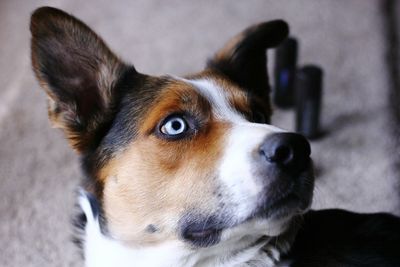 Close-up portrait of dog looking away