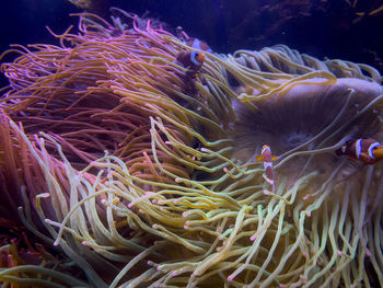 Close-up of fish swimming in sea