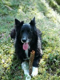 Portrait of black dog on field