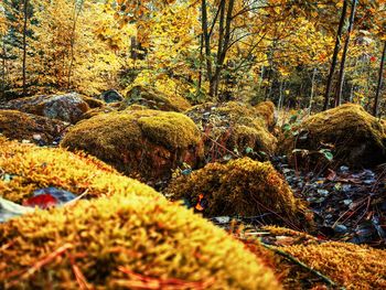 Trees growing in forest during autumn