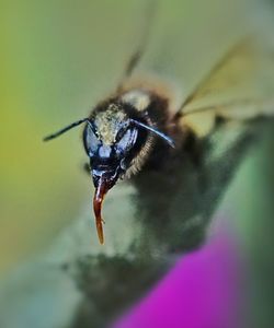 Close-up of insect