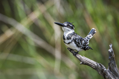 Close-up of a bird perching on branch