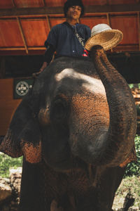 Portrait of man standing by elephant