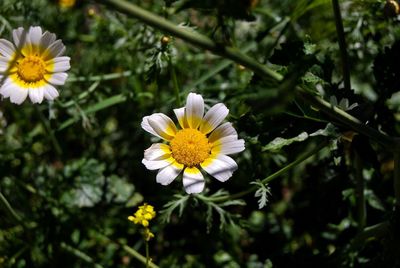 Close-up of white flowering plant