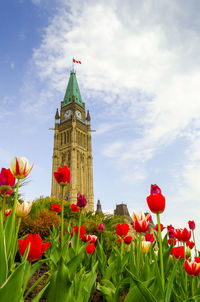 Red tulips blooming by parliament hill against sky