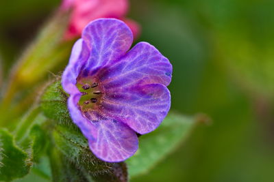 Close-up of purple flower blooming outdoors