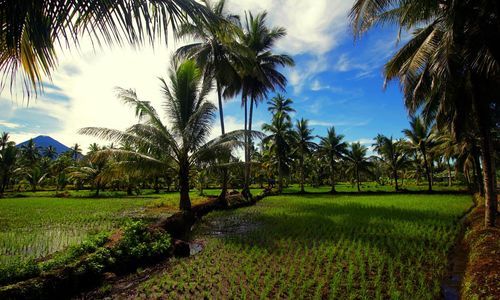 View of palm trees in field