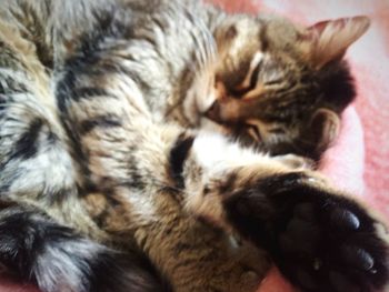 Close-up of cat sleeping