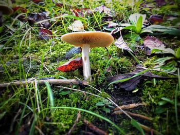 Close-up of mushroom growing on field