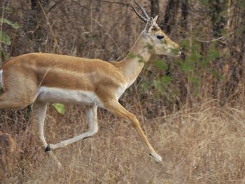 Side view of a horse on field