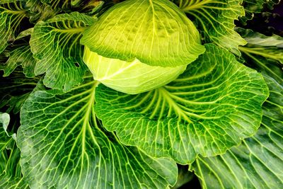 Full frame shot of green leaves